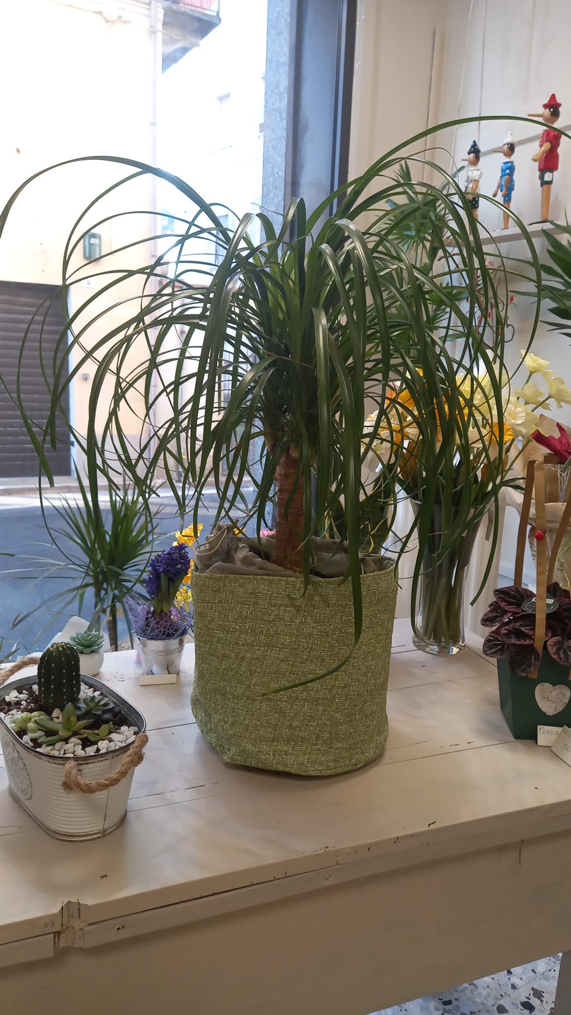 Beucarnea (pianta mangiafumo) alta circa 80 cm, ideale per interni. Purifica l’aria, resistente e di facile cura, con foglie eleganti e decorative. Coprivaso non incluso.