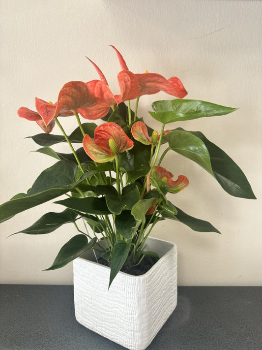 Pianta di Anthurium alta 45 cm con fiori rossi e arancio, vaso quadrato bianco incluso, ideale per arredare casa con eleganza tropicale.