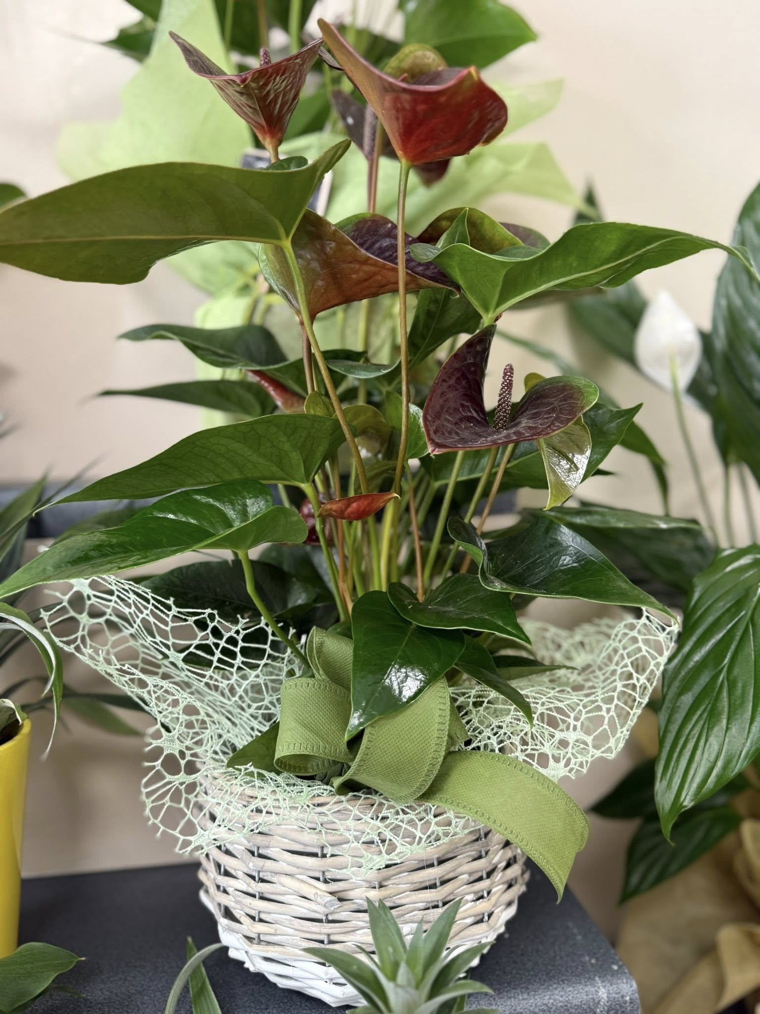 Anthurium color cioccolato in cesto decorativo, pianta alta 70 cm, elegante e di lunga durata.