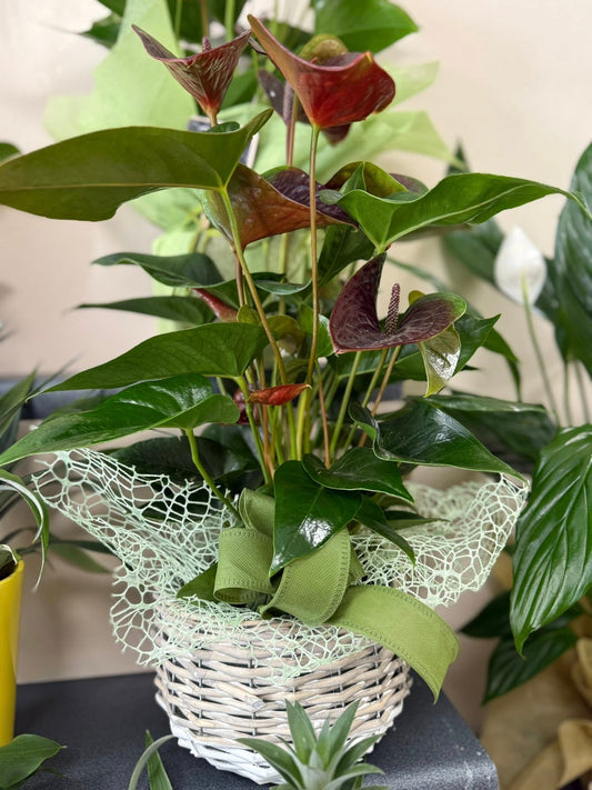 Anthurium color cioccolato in cesto decorativo, pianta alta 70 cm, elegante e di lunga durata.