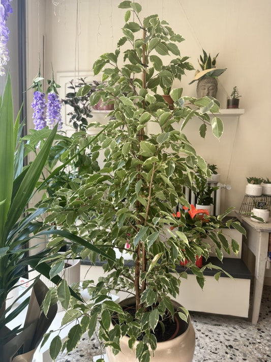 Pianta di Ficus Screziato alta 120 cm con foglie variegate, ideale per arredare casa o ufficio con eleganza naturale.