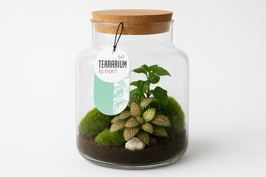 Terrarium in vetro con Fittonia dalle foglie verdi e bianche, muschio e sassolini decorativi, tappo in sughero naturale.