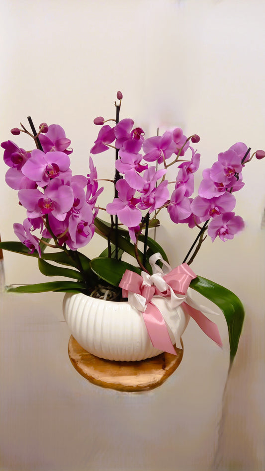Elegante vaso in ceramica con orchidee fresche, composizione raffinata con minimo 4 rami, colori assortiti.