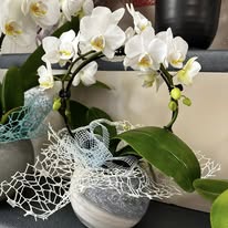 Orchidea a forma di arco con vaso in ceramica