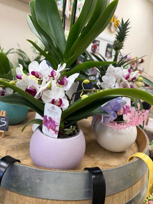 Orchidea di alta qualità Menin, Made in Italy, altezza circa 35 cm. Fioritura garantita, disponibile in diversi colori. Perfetta come regalo elegante o decorazione raffinata.