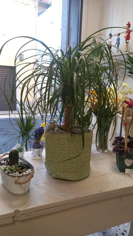 Beucarnea (pianta mangiafumo) alta circa 80 cm, ideale per interni. Purifica l’aria, resistente e di facile cura, con foglie eleganti e decorative. Coprivaso non incluso.
