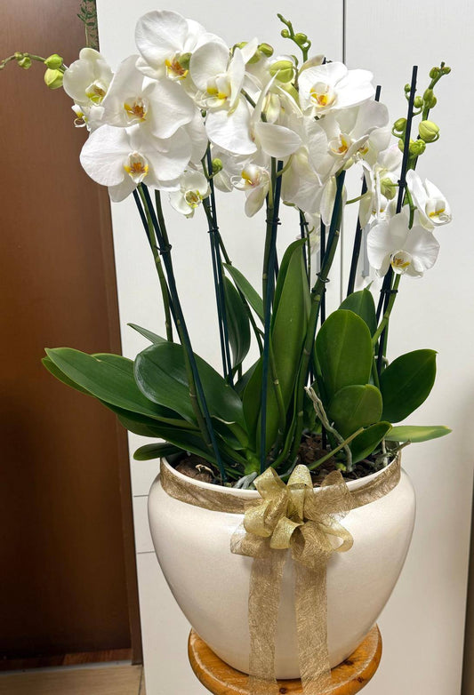 Vaso elegante con orchidee bianche fresche, altezza circa 60 cm e diametro 50 cm. Composizione di grande impatto, ideale per matrimoni, eventi importanti o come regalo scenografico.